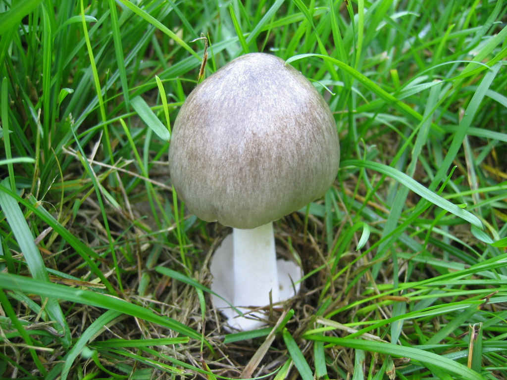 2005 :  Un anno di funghi